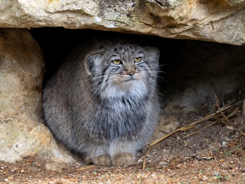 A photograph of Kharaa in Port Lympne Wild Animal Park