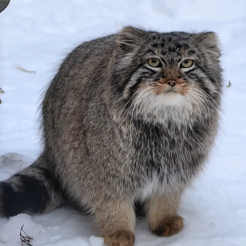 A photograph of Son of Lolo 2024 Ⅲ in Novosibirsk Zoo