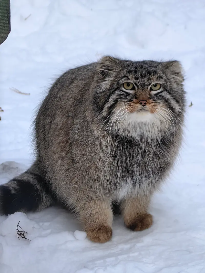 A photograph of Son of Lolo 2024 Ⅲ in Novosibirsk Zoo