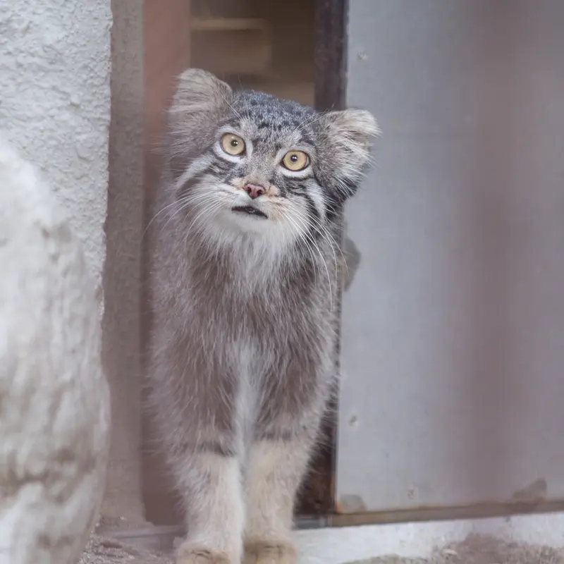 A photograph of Figa in Nogeyama Zoo
