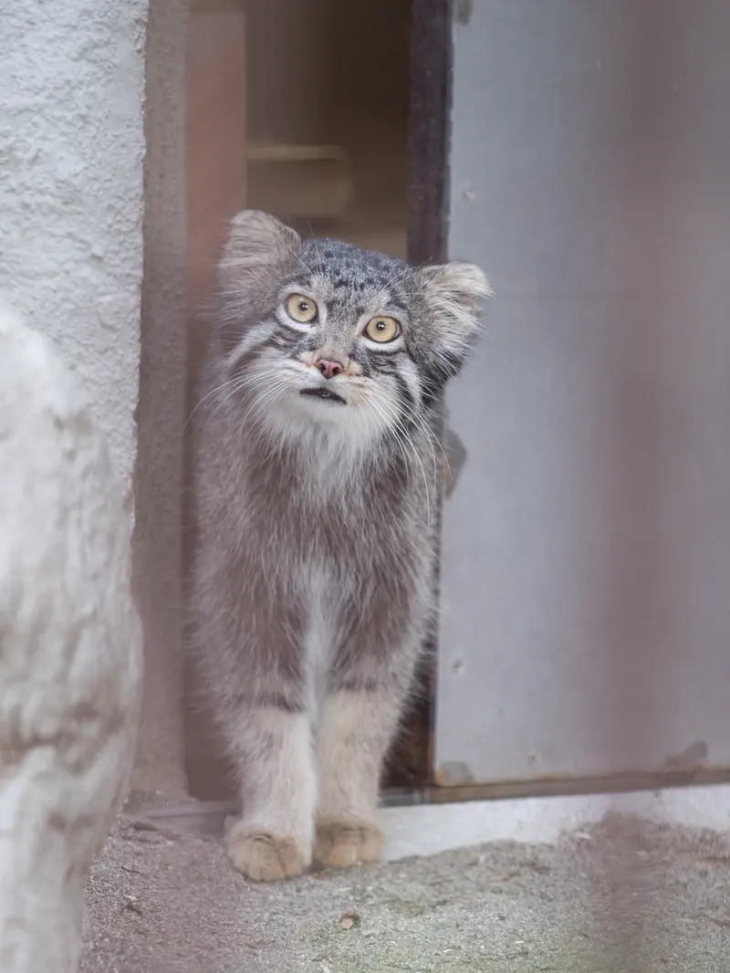A photograph of Figa in Nogeyama Zoo