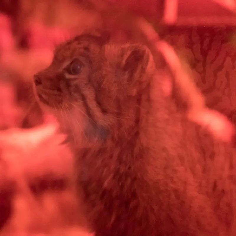 A photograph of Naim in Ueno Zoological Gardens
