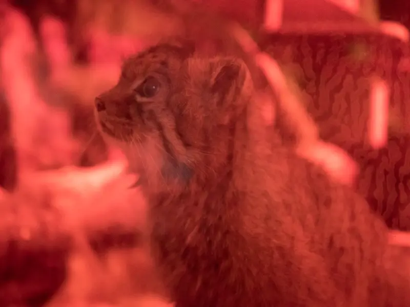 A photograph of Naim in Ueno Zoological Gardens