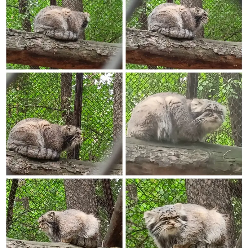 A photograph of George in Novosibirsk Zoo