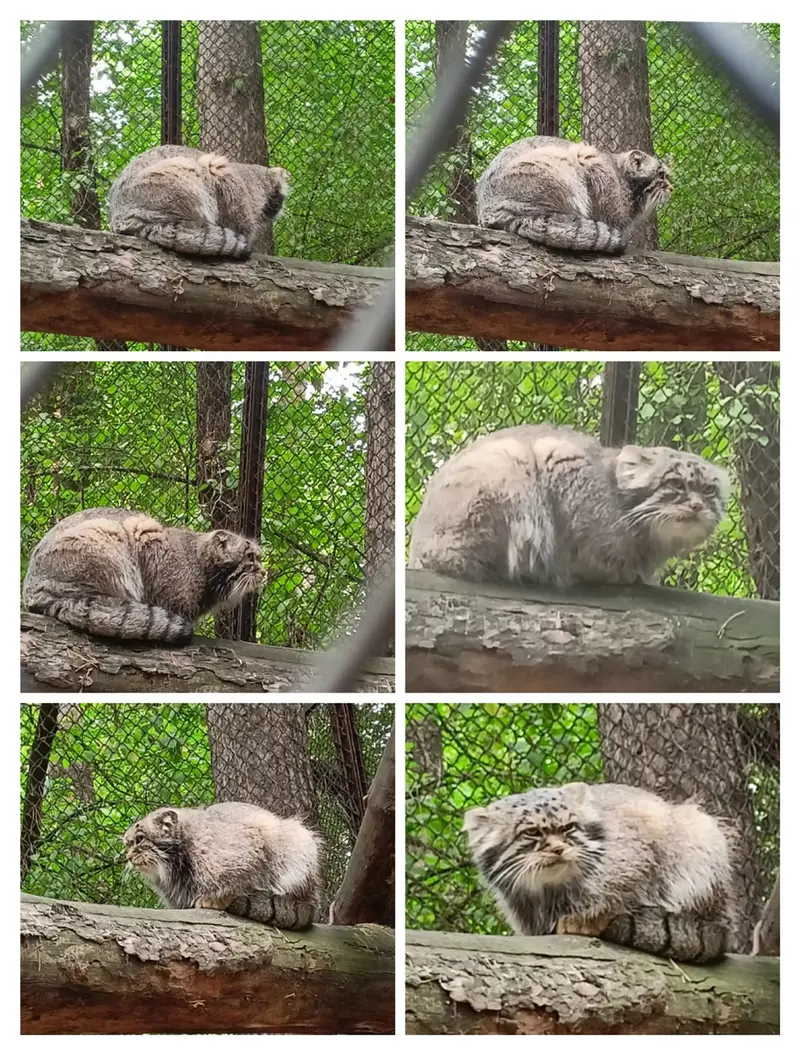 A photograph of George in Novosibirsk Zoo
