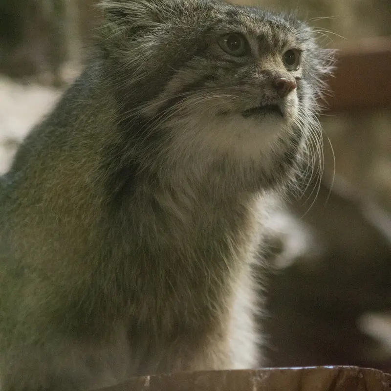 A photograph of Klyon in Ueno Zoological Gardens