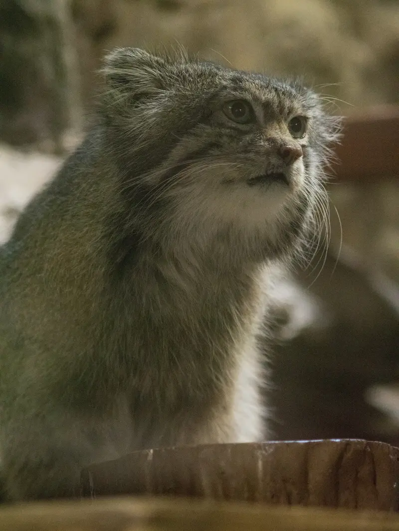 A photograph of Klyon in Ueno Zoological Gardens