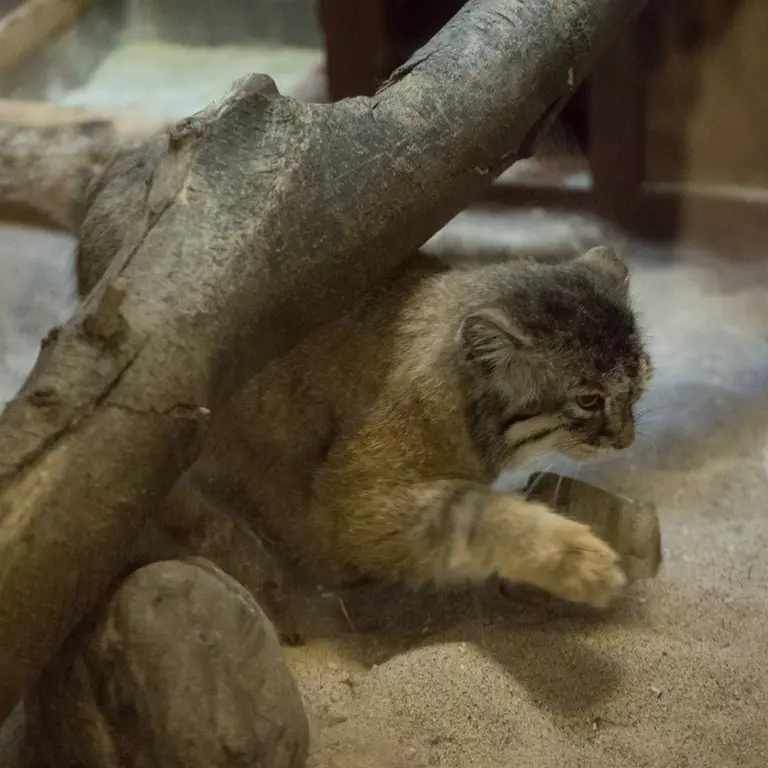 A photograph of Primula in Ueno Zoological Gardens