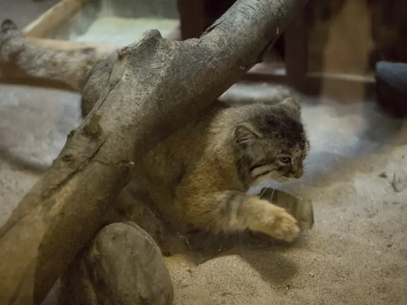 A photograph of Primula in Ueno Zoological Gardens
