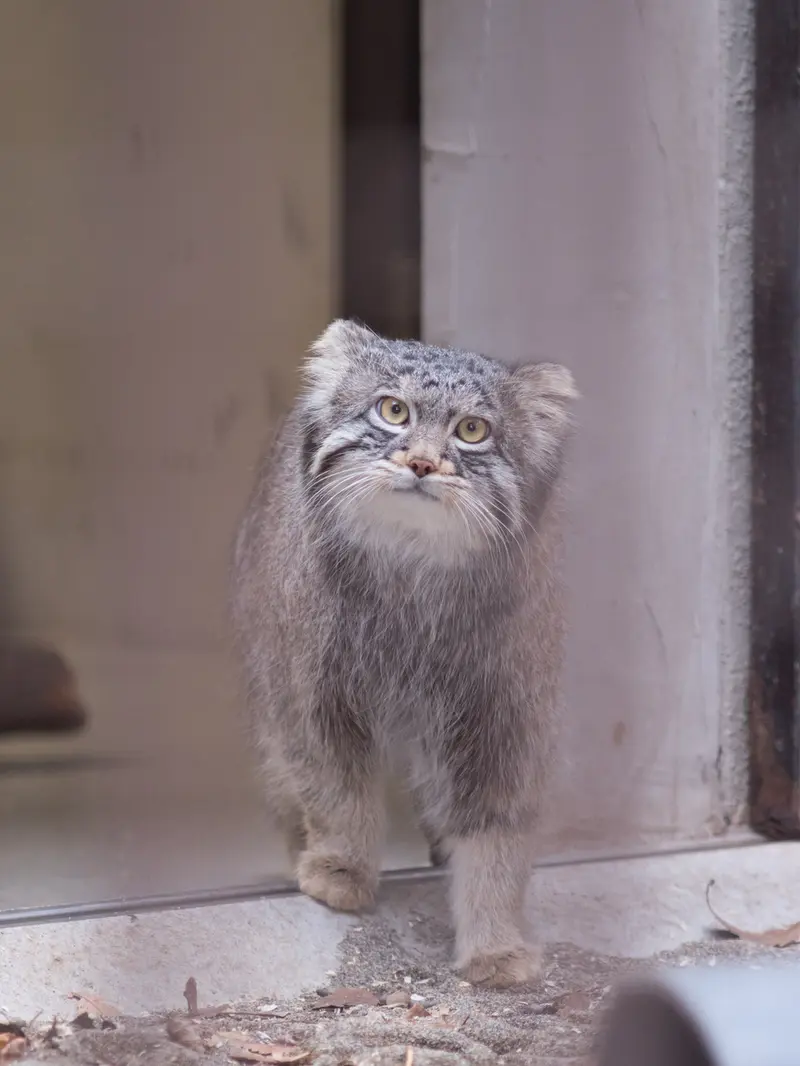 A photograph of Figa in Nogeyama Zoo