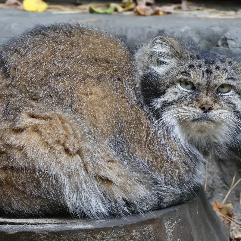 A photograph of Lastochka in Novosibirsk Zoo