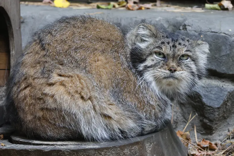 A photograph of Lastochka in Novosibirsk Zoo