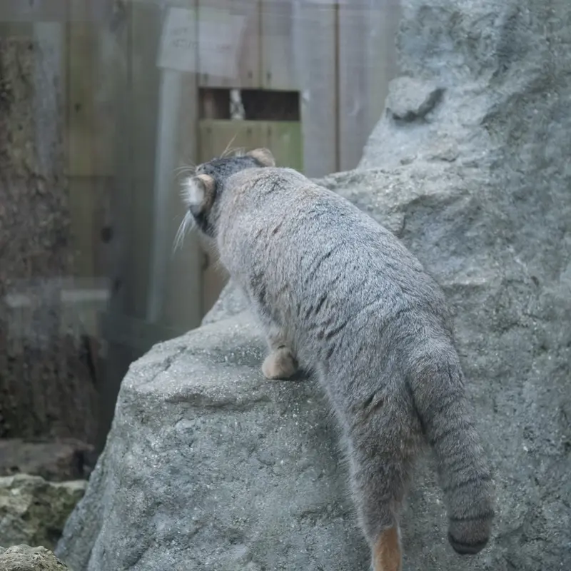 A photograph of Oto in Saitama Children's Zoo