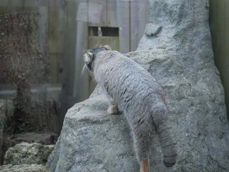 A photograph of Oto in Saitama Children's Zoo