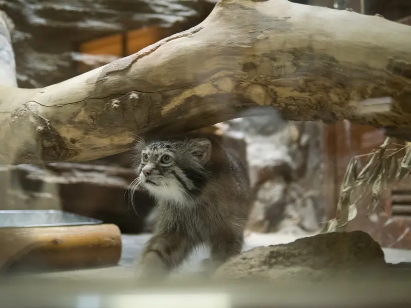A photograph of Klyon in Ueno Zoological Gardens