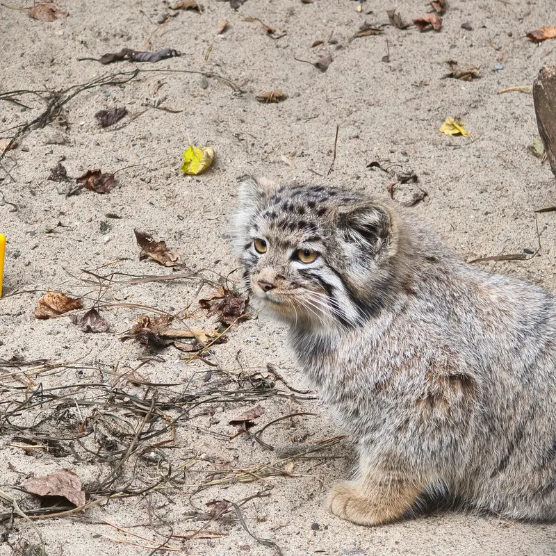 A photograph of a Pallas's cat in Novosibirsk Zoo