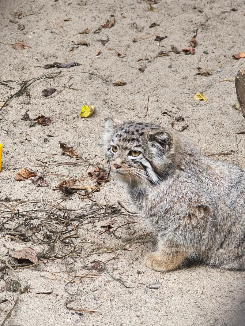 A photograph of a Pallas's cat in Novosibirsk Zoo