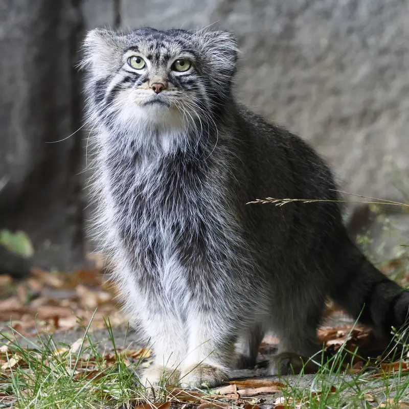 A photograph of a Pallas's cat