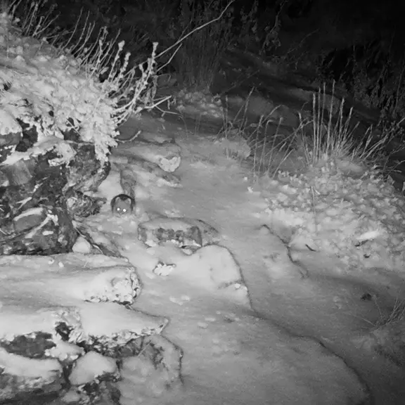A photograph of a Pallas's cat