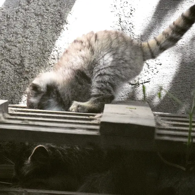 A photograph of Lucy and Kitten of Lucy b. 2026 Ⅰ in Budapest Zoo & Botanical Garden
