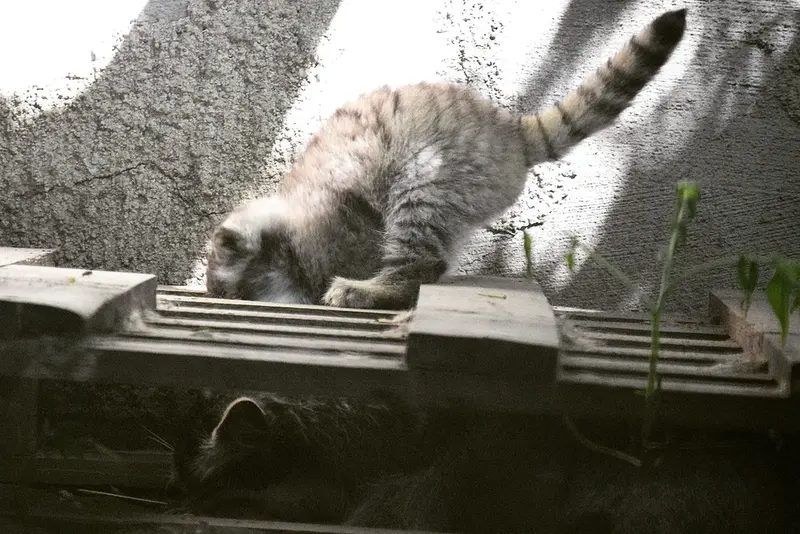 A photograph of Lucy and Kitten of Lucy b. 2026 Ⅰ in Budapest Zoo & Botanical Garden