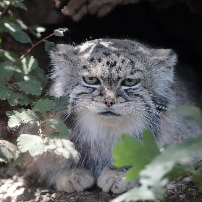 A photograph of Red in Cheyenne Mountain Zoo