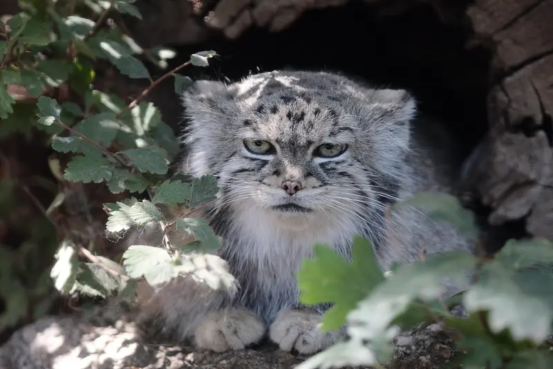A photograph of Red in Cheyenne Mountain Zoo