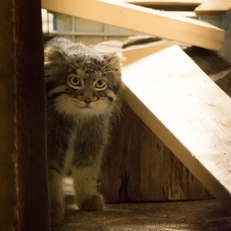 A photograph of Figa in Nogeyama Zoo