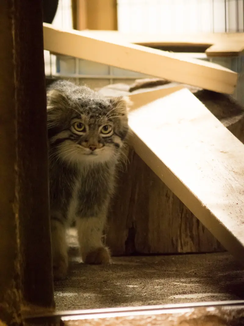 A photograph of Figa in Nogeyama Zoo