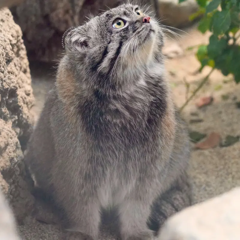 A photograph of Nar in Kobe Animal Kingdom