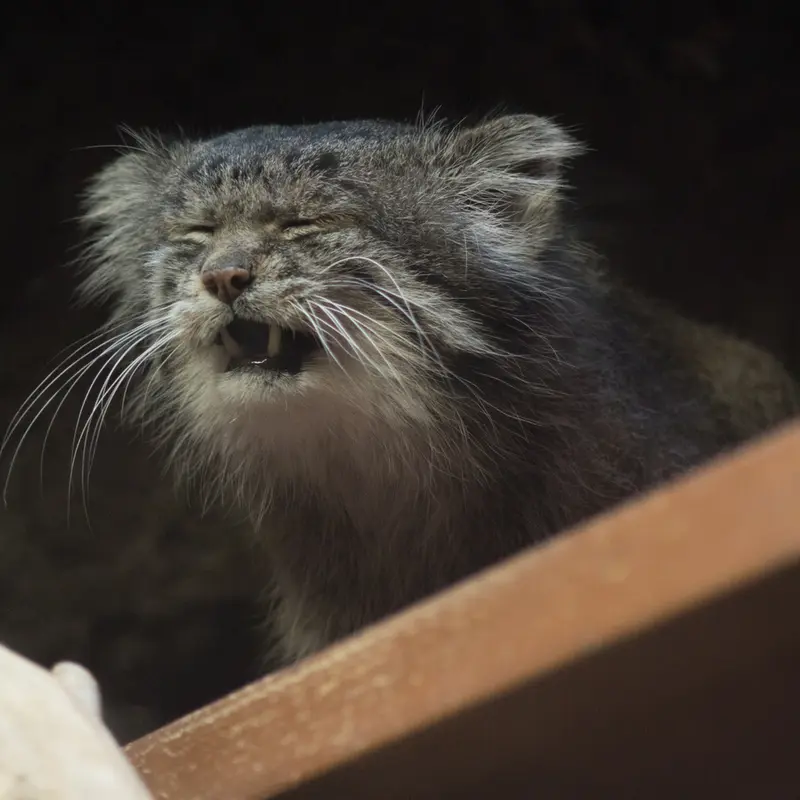 A photograph of Klyon in Ueno Zoological Gardens