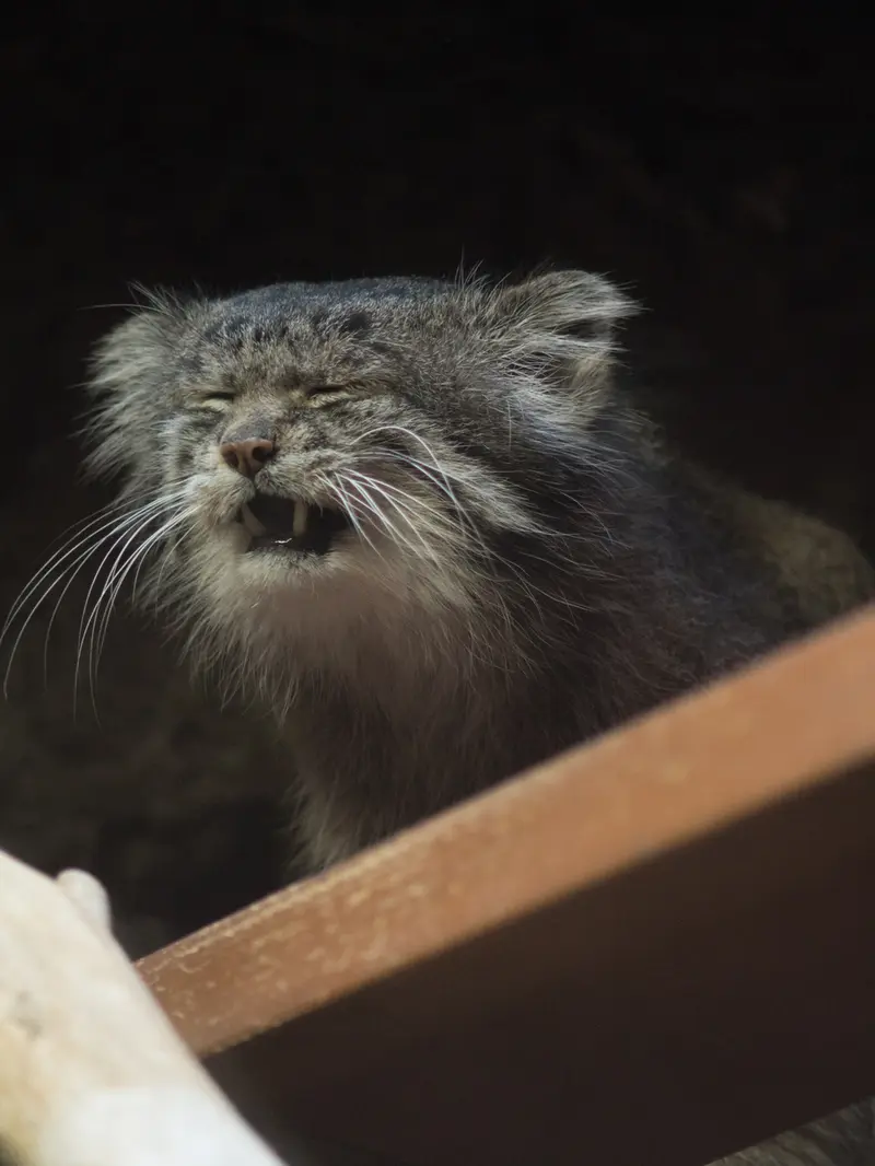 A photograph of Klyon in Ueno Zoological Gardens