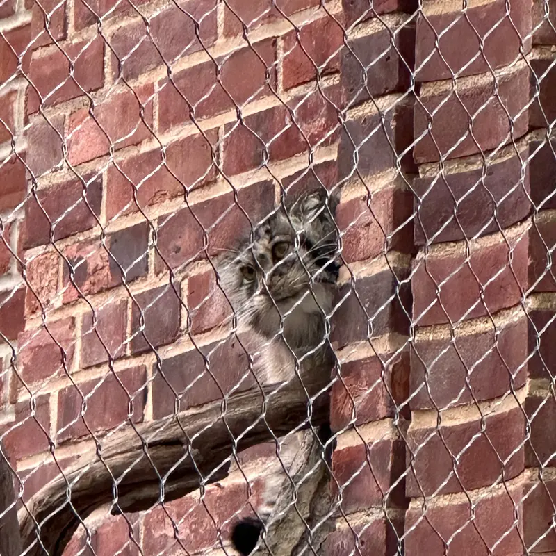 A photograph of a Pallas&#039;s cat in Prospect Park Zoo