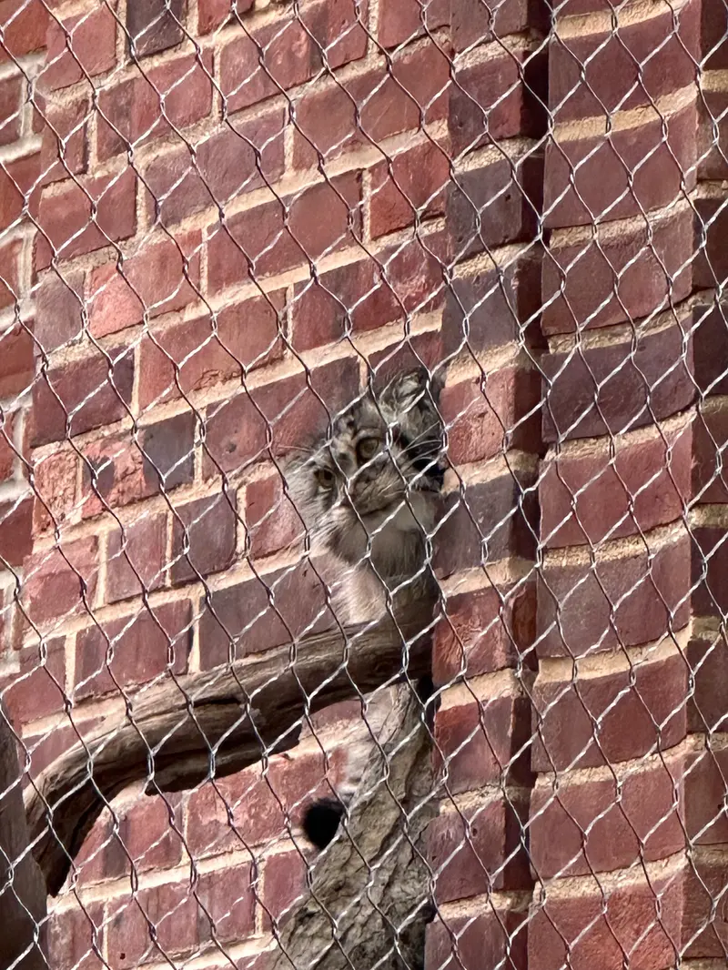 A photograph of a Pallas&#039;s cat in Prospect Park Zoo