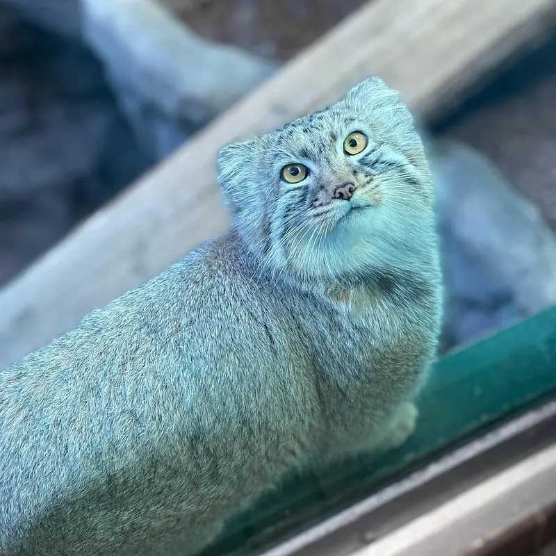 A photograph of Midas in Birmingham Zoo