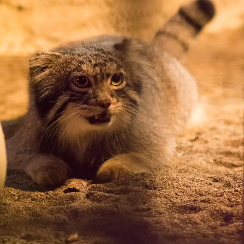 A photograph of Figa in Nogeyama Zoo