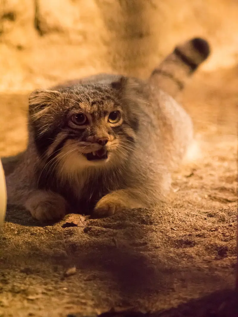 A photograph of Figa in Nogeyama Zoo
