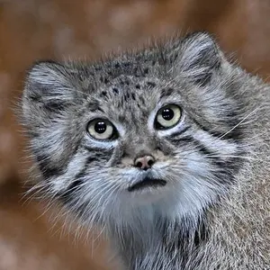 Ruby the Pallas's cat from Brookfield Zoo Chicago