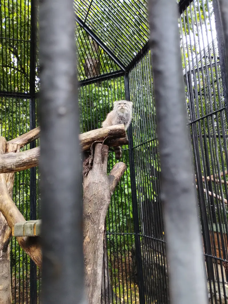 A photograph of a Pallas's cat in Novosibirsk Zoo