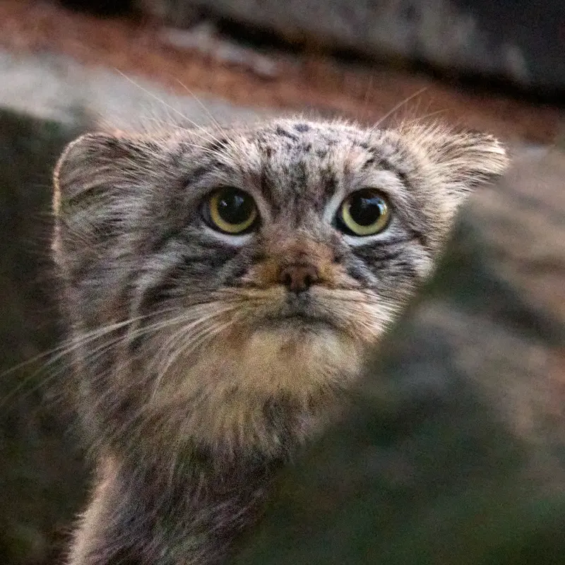 Tsas the Pallas's cat from Kraków Zoo