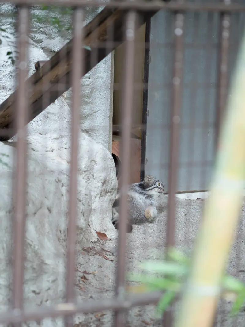 A photograph of Figa in Nogeyama Zoo