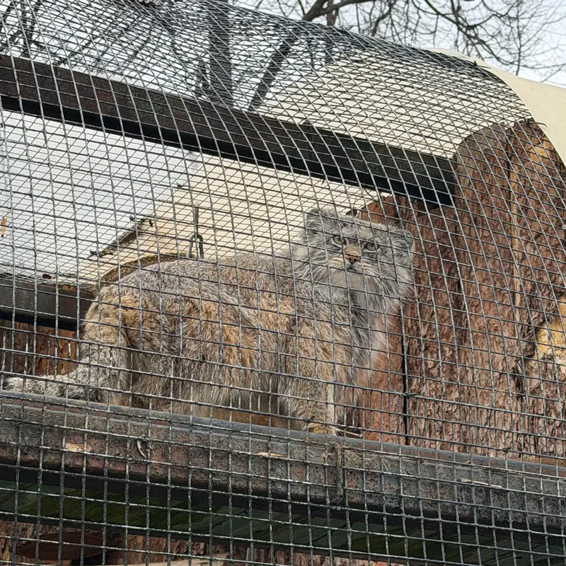 A photograph of Shu in Leningrad zoo
