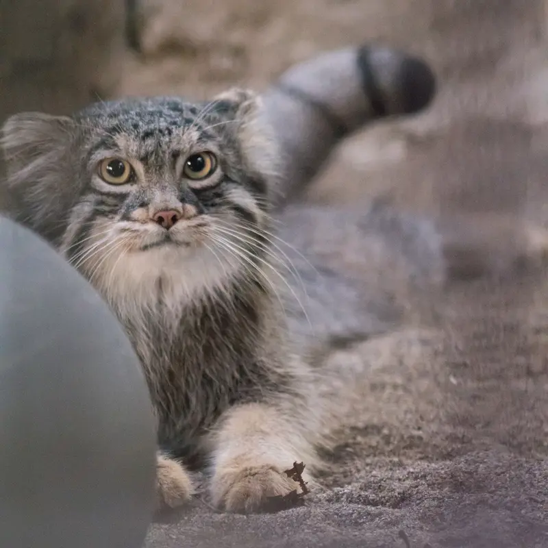 A photograph of Figa in Nogeyama Zoo