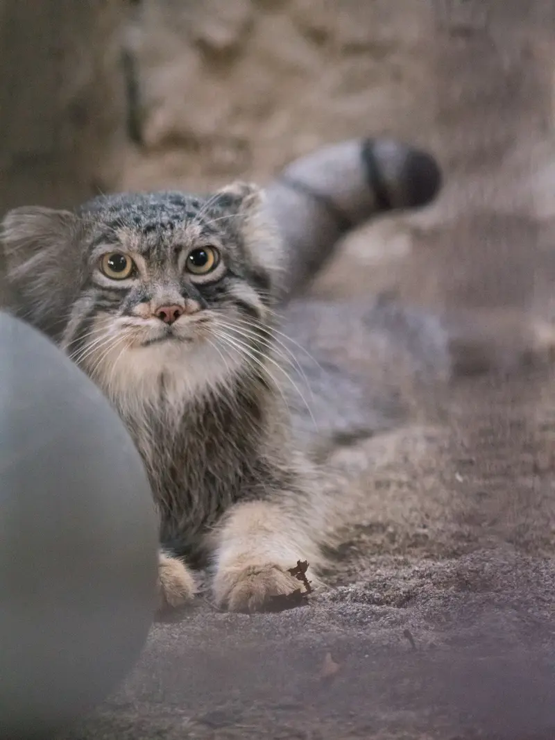 A photograph of Figa in Nogeyama Zoo