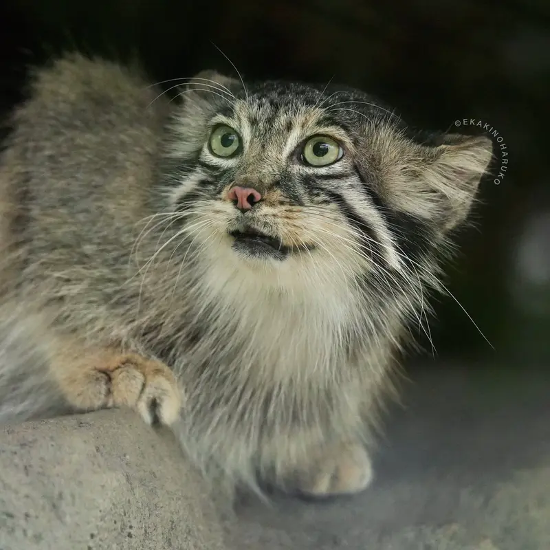 A photograph of Az in Kobe Animal Kingdom