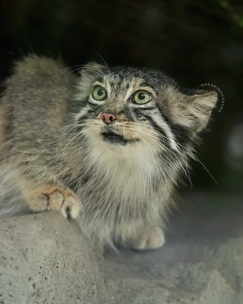 A photograph of Az in Kobe Animal Kingdom