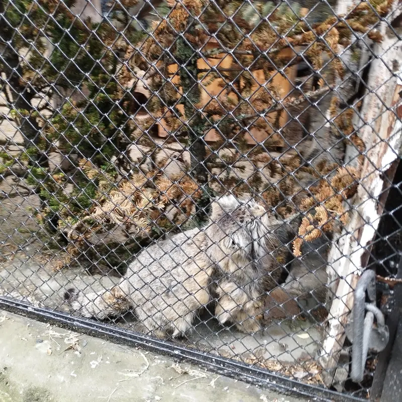 A photograph of Zelenogorsk in Novosibirsk Zoo