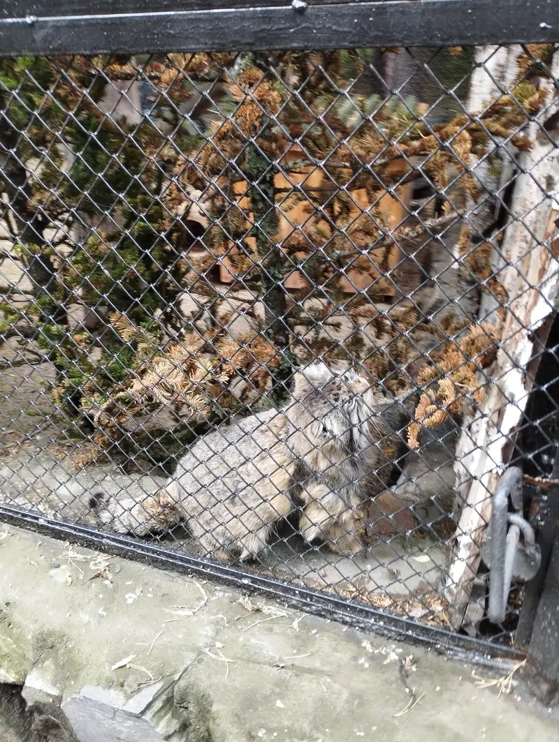 A photograph of Zelenogorsk in Novosibirsk Zoo