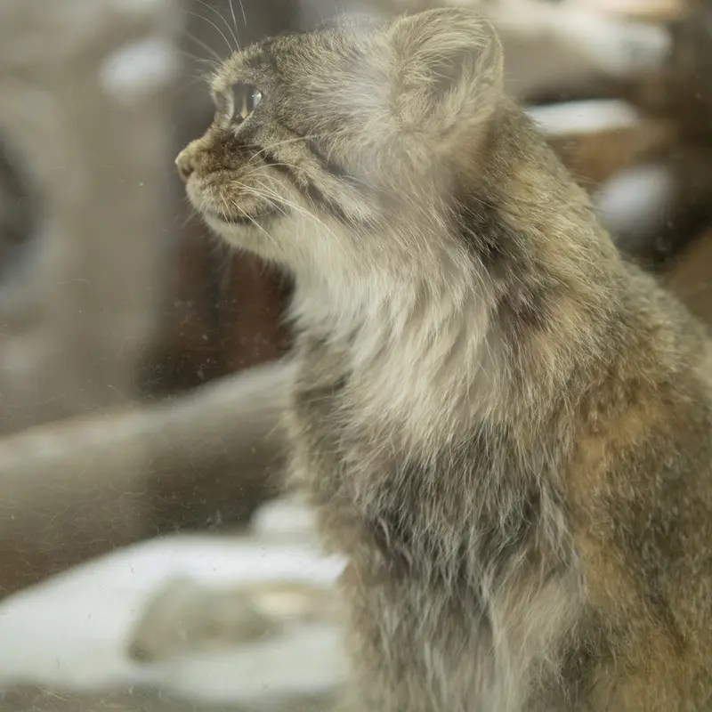 A photograph of Primula in Ueno Zoological Gardens