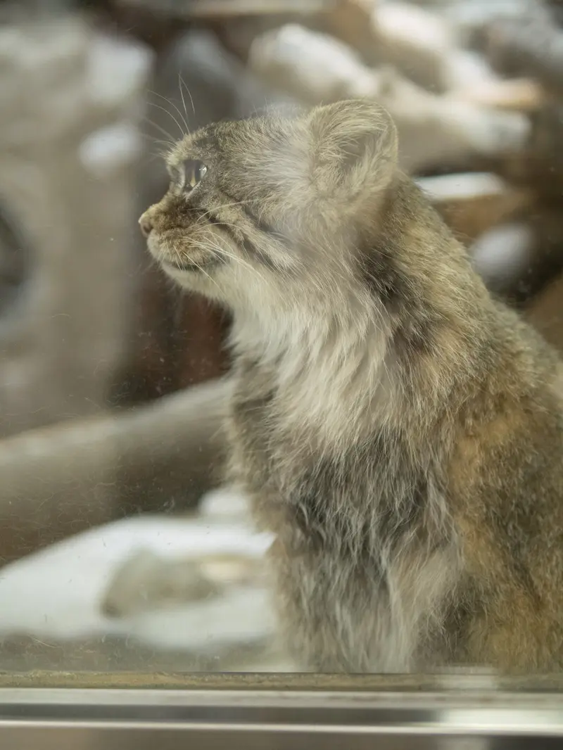 A photograph of Primula in Ueno Zoological Gardens